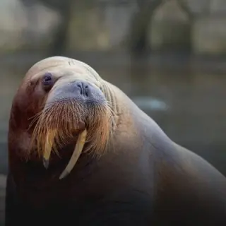 Walrus verloop
