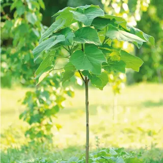 Arbre Paulownia Elongata – Croissance rapide