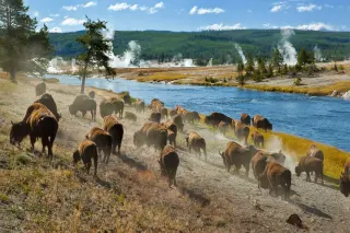 Yellowstone National Park Tour (Upper Loop)