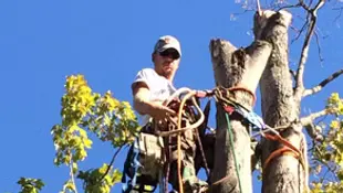 Adams Tree Service Richard