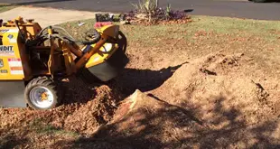 Stump 2