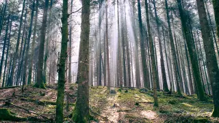 Wald sonnenlicht umwelt