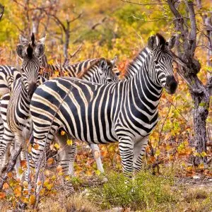 Pilanesberg National Park Day Tour