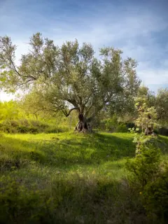 psychologický strom podla terky