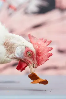 Pizza head second hen'd