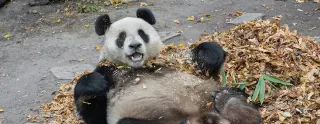 Foto für: Große Pandas sind in Herbstlaune