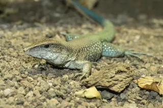 Fb grüne ameive tgs zupanc animal detail