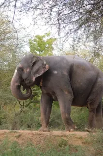No. 1 elephant sanctuary in Jaipur for tourists