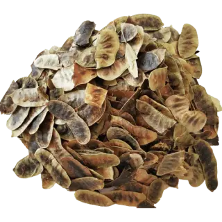 Senna pods