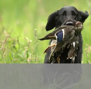 D Control termékek, GPS nyakörvek, láthatatlan kerítések, eledelek áruháza WORKDOG.HU