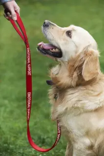 Service Dog Red Nylon Leash 5' L x 1" W