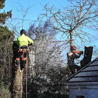 Fully Insured - Glasgow Tree Surgeons