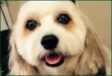 A close-up of a fluffy dog with brown and white fur, dark eyes, and a black nose, looking up with an open mouth.