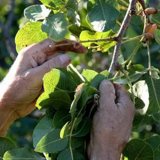 raccolta del pistacchio di Bronte sui terreni di Sciara