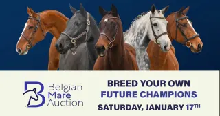 Belgian Mare Auction