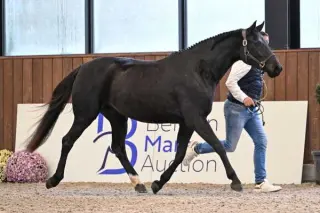 The clock is ticking. Belgian Mare Auction starts soon