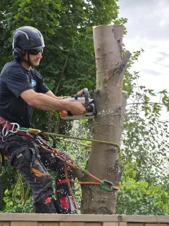 UTS arborist assessing a tree for preservation options