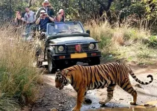 Jeep safari