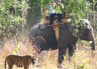 Elephant safari