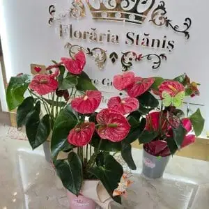 Anthurium in Ghiveci Ceramic cu Ambalaj Elegant si Fluturas Ornamental – Dimensiune 45cm – (Pret/1 buc.)