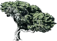 The Old Gin logo