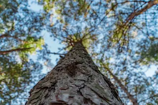 shot made up from under a high tree.