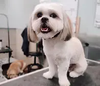 pet grooming salon fort wayne