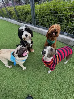 Squarespace dogs