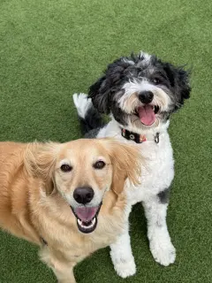 Two happy dogs, a golden retriever and a black and white poodle mix, standing on green grass.
