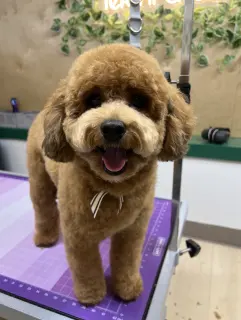 A happy, small, fluffy brown dog with a bowtie, standing on a grooming table, looking at the camera with a big smile.