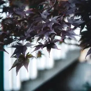 Schubert Chokecherry