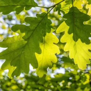 Regal Oak