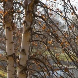 Paper Birch