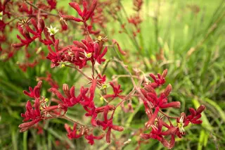 Kangaroo Paw Live Plant in 6" to 1 Gallon Pot Container