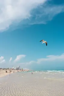 Miami Beach shoreline with seagull flying overhead near Upsun Hotel