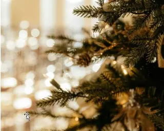 Celebrate the Charm of Christmas Trees and Kindness