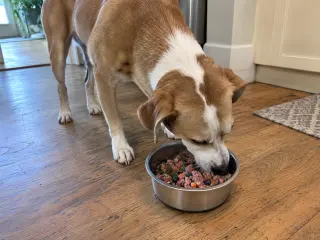 Pet Food & Supplies