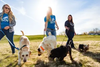 Dog DayCamp