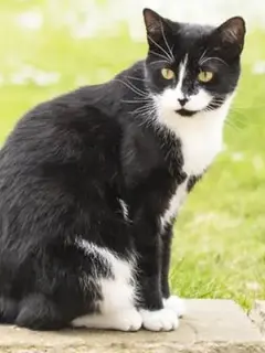 A photo of Bobo, a black and white cat