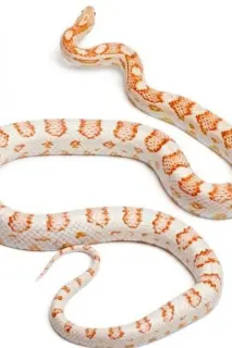 Stock candy cane corn snake or