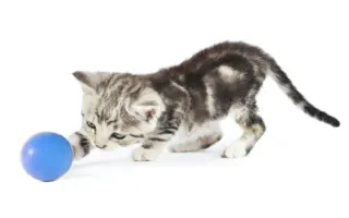 Kitten with ball