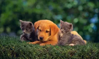 Kittens and puppy in the grass