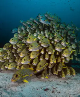 Pro Dive Maribor Raja Ampat (27)_edit