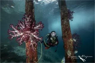 Pro dive maribor raja ampat