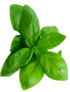fundal busuioc