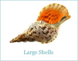 Shells categoty
