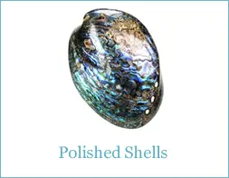 Polished shells category