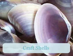 Craft shells category