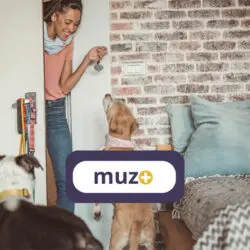 Gérer les chiens réactifs : guide pratique pour les pet sitters