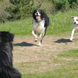 Comment gérer les interactions entre chiens ?